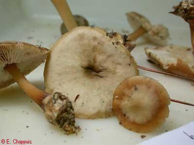 Collybia butyracea