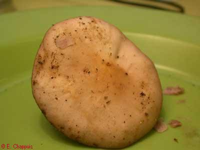 Lepista nuda