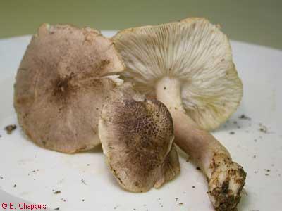 Tricholoma argyraceum