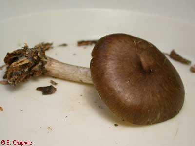 Pluteus cervinus