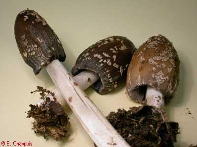 Coprinus picaceus