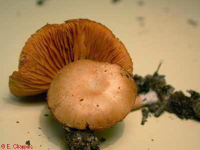 Tubaria sp.