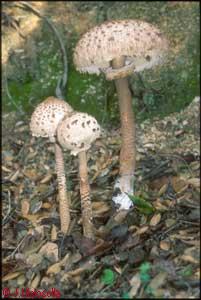 Macrolepiota procera