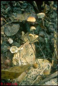 Marasmius buxi