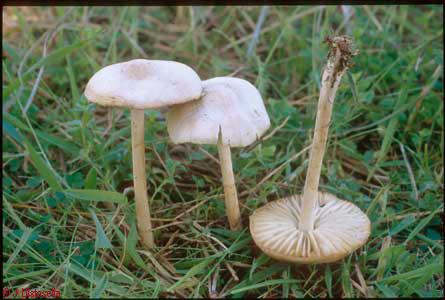 Marasmius oreades