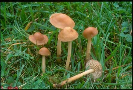 Marasmius oreades