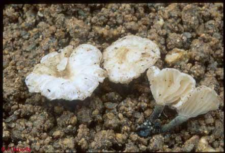 Marasmius trabouti