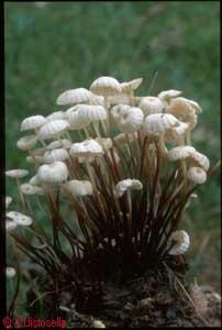 Marasmius votula