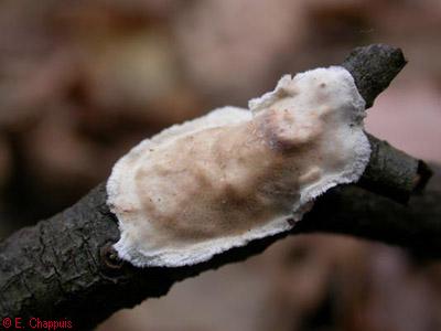 Meruliopsis corium