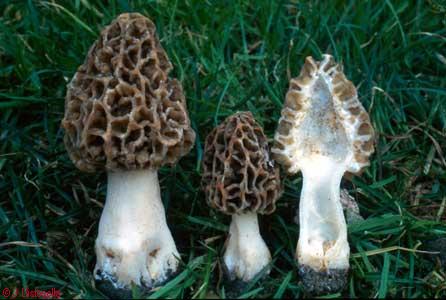 Morchella esculenta