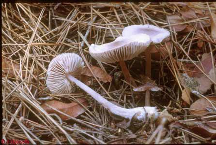 Mycena pura