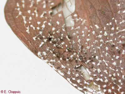 Diachea leucopodia (esporangis)