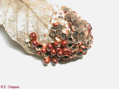 Leocarpus fragilis (esporangis)