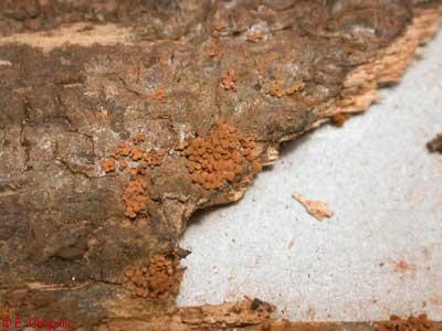 Arcyria sp.