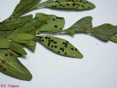 Puccinia buxi