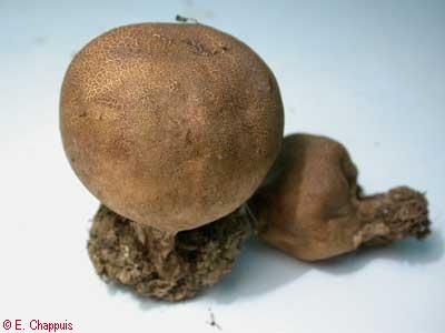 Scleroderma verrucosum