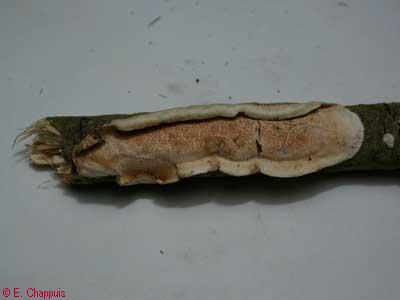 Meruliopsis corium