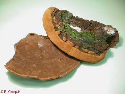 Phellinus torulosus