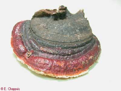 Fomitopsis pinicola