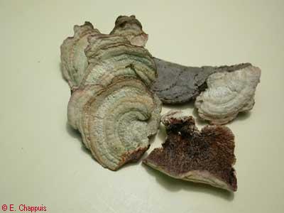 Trichaptum abietinum