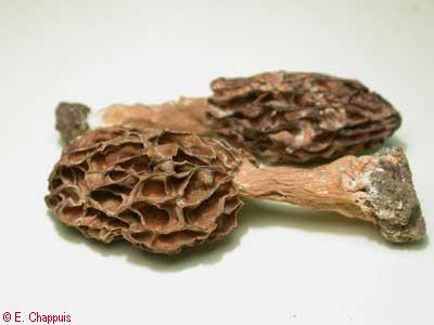 Morchella sp.