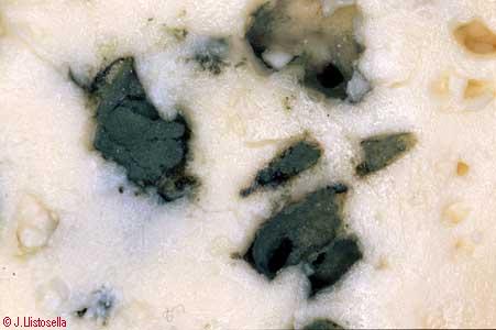 Penicillium roquefortii