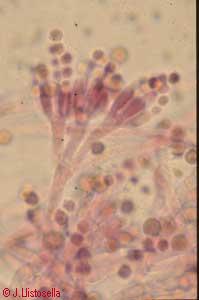 Penicillium sp.
