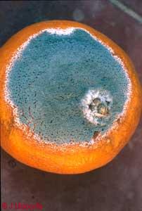 Penicillium sp.