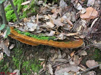 Phellinus torulosus