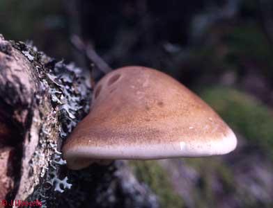 Piptoporus betulinus