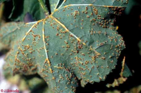 Puccinia malvacearum