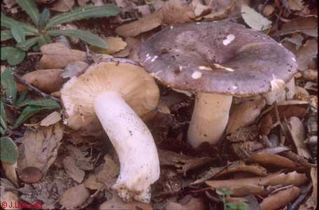 Russula cyanoxantha