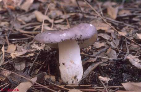 Russula cyanoxantha