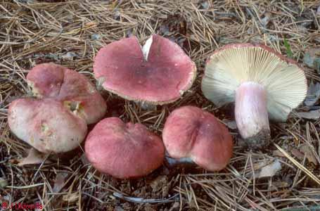 Russula sanguinea