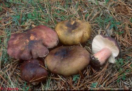 Russula torulosa