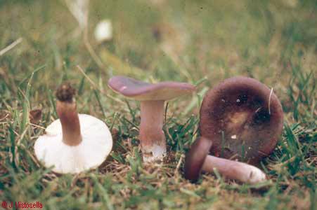 Russula torulosa