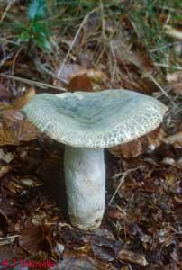 Russula virescens