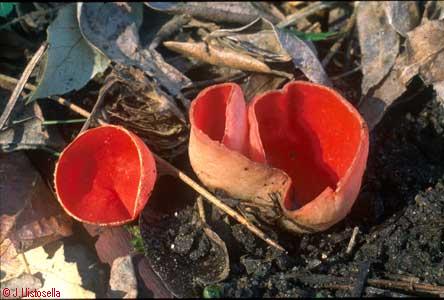 Sarcoscypha coccinea