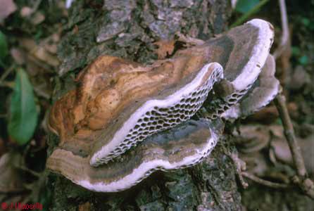 Scenidium nitidum