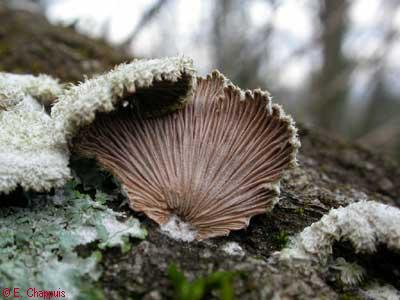 Schizophyllum sp.