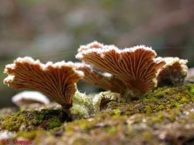 Schizophyllum sp.