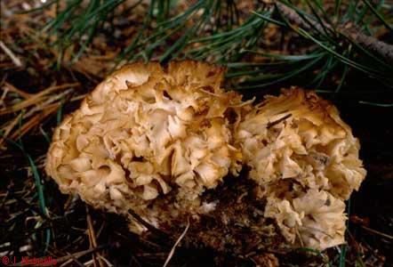 Sparassis  crispa