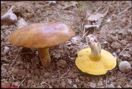 Suillus collinitus
