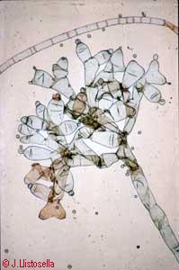 Syzygites sp.