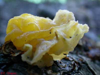 Tremella mesenterica
