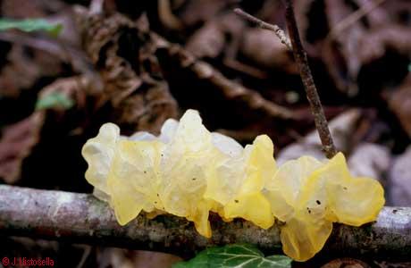 Tremella mesenterica
