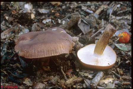 Tricholoma fracticum