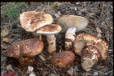 Tricholoma caligatum