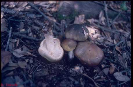 Tricholoma saponaceum