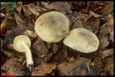 Tricholoma saponaceum